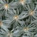 Mammillaria trichacantha thorn 254