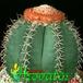 Melocactus matanzanus 380