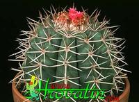 Melocactus peruvianus 360