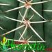 Melocactus peruvianus thorn 362