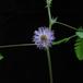 Mimosa pudica flower
