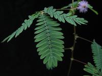 Mimosa pudica-leaf