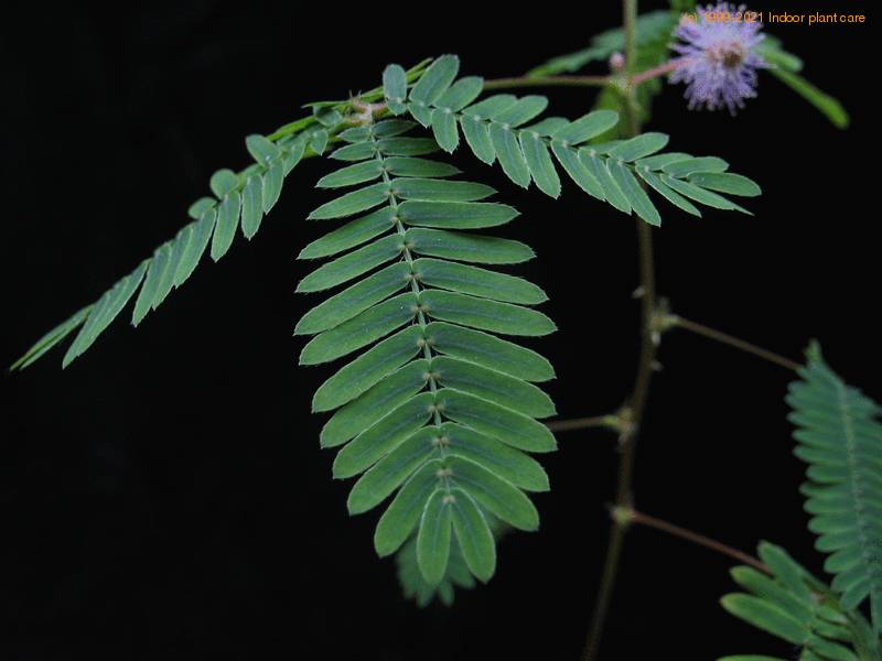 Mimosa pudica sensitive plant care