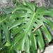 Monstera deliciosa 1