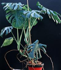 Monstera deliciosa 1938