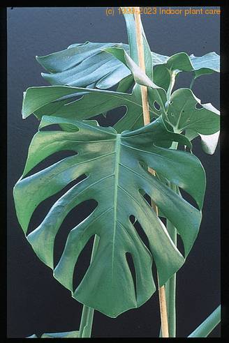 Monstera deliciosa 1939