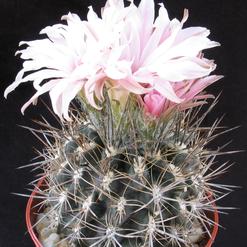Neoporteria setosiflora SIb
