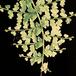 Nephrolepis exaltata leaf 1956