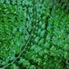 Nephrolepis sp. 2