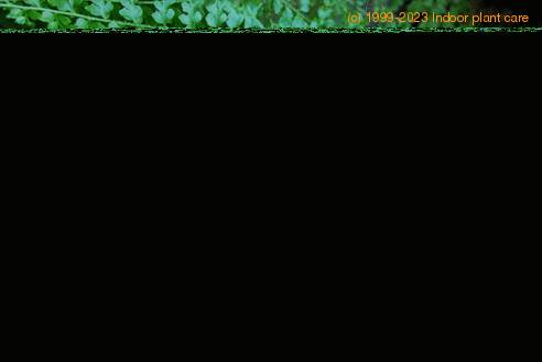 Nephrolepis sp. 2