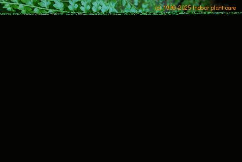 Nephrolepis sp. 2