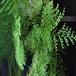 Nephrolepis sp. 5