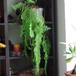Nephrolepis sp. 6