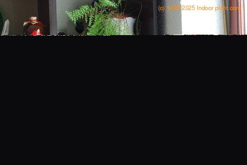 Nephrolepis sp. 6