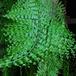 Nephrolepis sp. 7
