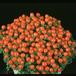 Nertera granadensis 2025