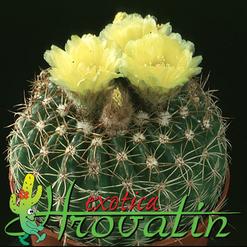 Notocactus ottonis v nigrispinus 448