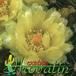 Notocactus ottonis v nigrispinus flower 449