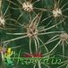 Notocactus ottonis v nigrispinus thorn 450