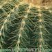 Notocactus schumannianus thorn 271