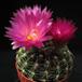 Notocactus uebelmannianus