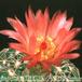 Notocactus uebelmannianus flower 96