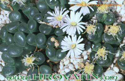 Ophthalmophyllum 1501a