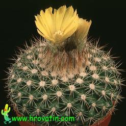 Parodia cardenasii 563
