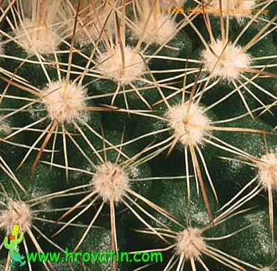 Parodia cardenasii thorn 565