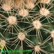 Parodia cardenasii thorn 565