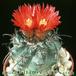 Parodia maasii v nigrispina 255