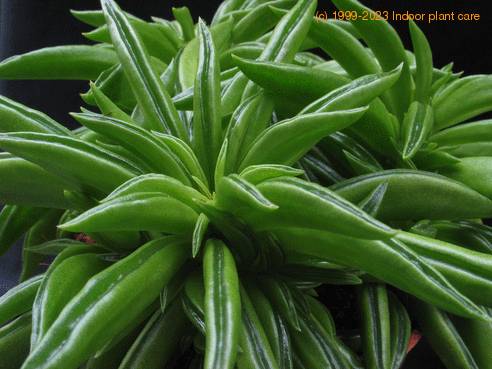 Peperomia 1