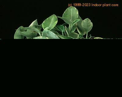 Peperomia  1862
