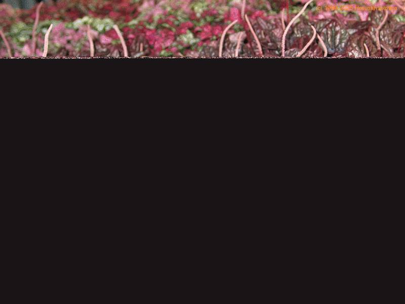 Peperomia Pepper, Radiator plant care