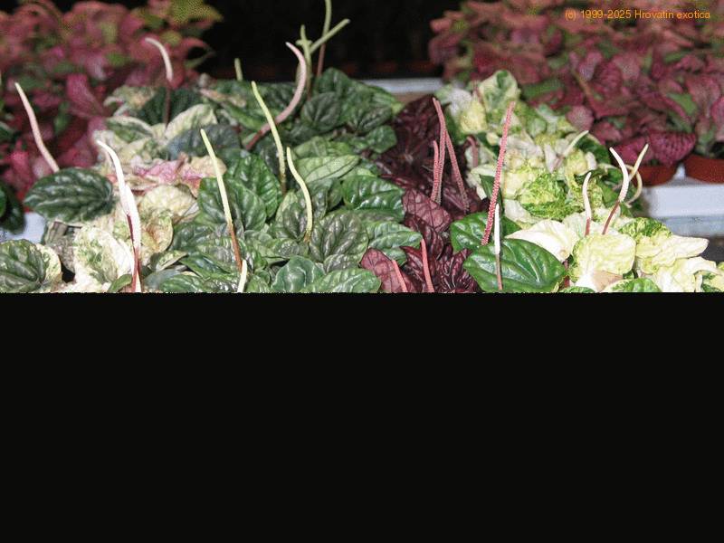 Peperomia Pepper, Radiator plant care