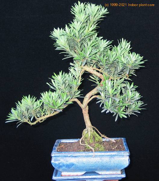Podocarpus care