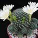 Rebutia krainz albif body