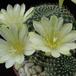 Rebutia krainz albif flower