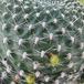 Rebutia krainz Albif-thorn