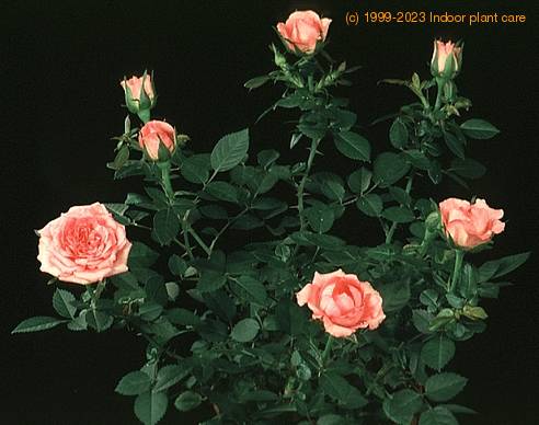 Rosa chinensis minima 2011