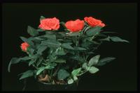 Rosa chinensis v. minima 2000
