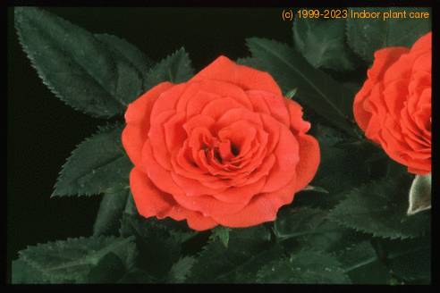 Rosa chinensis v. minima 2001