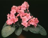 Saint paulia 1985