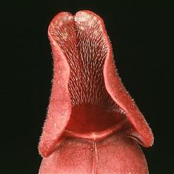 sarracenia purpurea 1699