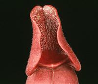 sarracenia purpurea 1699