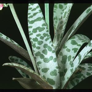 Scilla violacea 1850