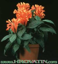 Scutellaria costaricana 2002