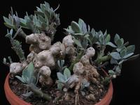 Senecio abyssinicus 11