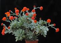 Senecio cephalophorus 5