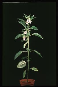 Sesamum indicum 2060
